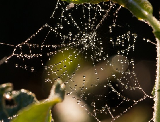 Raindrops on Spider Web